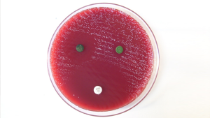 cianobacterias y función antibiótica